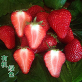 北京特产 奶油草莓新鲜水果草莓红颜草梅 有机无公害全国顺丰包邮
