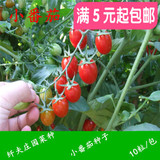 5元包邮 珍珠小番茄籽 圣女果种子 樱桃番茄红黄色 小西红柿种子