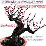 包邮实拍高档红梅花盆景朱砂梅乌梅造型盆景树桩室内日本复色海棠
