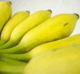 广西特级现摘新鲜香蕉小米蕉 无催熟剂无公害粉蕉越南西贡芭蕉1斤