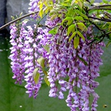 10元包邮紫藤花种子观赏爬藤植物原装 美丽花种子 阳台花卉种耐寒