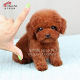 凌空星巴斯 韩国纯种红色泰迪贵宾茶杯幼犬宠物狗狗活体出售H887
