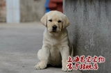 拉布拉多犬幼犬出售纯种寻回犬导盲犬神犬小七奶白宠物狗活体