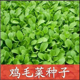 鸡毛菜 上海青 小油菜 四季青 菜种子/阳台种菜/盆栽 蔬菜花卉