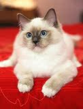海豹手套重点色布偶猫布拉多尔猫活体美国布偶猫宠物布偶猫 活体