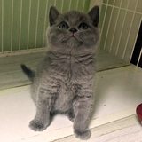 T.M天猫猫舍宠物猫活体纯种英国短毛英短蓝猫小猫公猫(已去新疆）