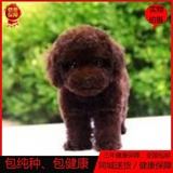 宠物狗狗泰迪犬幼犬出售韩系泰迪幼犬纯种贵宾犬玩具体包纯种包邮