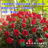 切花月季花苗【卡罗拉】红玫瑰花苗 情人节礼物 超级玫瑰盆栽植物