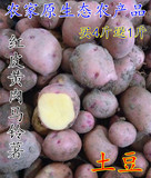 农家原生态天然土豆马铃薯洋芋新鲜时蔬红皮黄心土豆500克迷你型