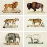 欧美复古古典动物 哺乳动物自然史图集手绘插画漫画素材