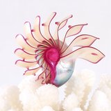 热卖玫瑰鹦鹉螺天然海螺贝壳摆件化石家居创意礼品四大名螺稀有收