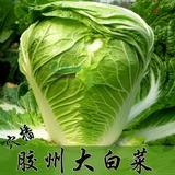 春播胶州大白菜蔬菜种子非转基因老品种四季青菜黄心白菜花草种子