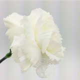 【白色康乃馨】重庆同城鲜花批发可送货上门插花花材 18枝一扎