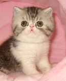 【阿强家养猫咪】珍藏斑 棕虎加白 加菲幼猫 顶级品相*伍