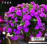 50元包邮泛美进口花卉种子垂吊长春花丁香紫10粒春夏播耐热长花期