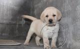 出售纯种拉布拉多幼犬拉布拉多犬幼犬宠物狗导盲犬黑色黄奶白