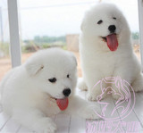 2015上海萨摩耶幼犬出售支持支付宝全国发货