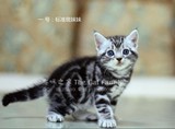 美国短毛猫，银虎斑加白，银虎斑，加白，美短，虎斑，虎斑猫