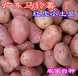 广东红皮黄心土豆  老品种新鲜马铃薯 沙糯面好吃 农家自种