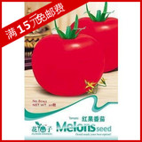 包邮红果 番茄 种子/大西红柿/阳台 盆栽 蔬菜水果花卉秋冬季蔬菜