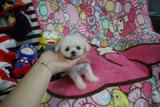 杭州泰迪犬宠物小狗纯种茶杯幼犬出售白色超小体玩具型贵宾犬家养