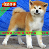 秋田犬纯种血统幼犬八公犬日本忠犬宠物狗货到付款包邮出售X66