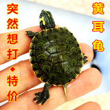特价 黄耳龟苗活体 全品 宠物龟 巴西彩龟 深水龟 乌龟 2-5CM包邮