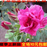 批发玫瑰花苗 盆栽地栽玫瑰苗正宗香水玫瑰食用苗 当年开花苗特价