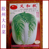 寿光蔬菜种子 义和秋大白菜种子 山东胶州大白菜 小菜园种植10g
