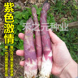 【紫色激情芦笋种子】禾之元进口紫芦笋种子 高产笋30粒免邮包邮