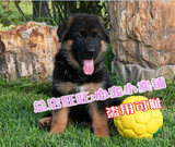 上海锤系德牧幼犬出售纯种德国牧羊犬宠物狗大型警犬黑背狼狗2
