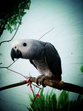 非洲灰鹦鹉刚果灰机活体鸟说话鸟人工手养鸟（带双卡和性别卡）