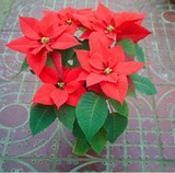 室内高档盆栽花卉 一品红又名万年红 喜庆花卉 中国最红