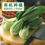 有机上海青 新鲜农家自种青菜无公害蔬菜绿色蔬菜厦门同城配送