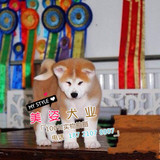 日本秋田犬纯种幼犬出售 体格强壮被毛浓密宠物狗 可上门b