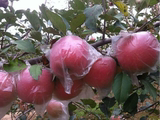 冷藏红富士山地苹果80-85农家纯天然有机新鲜水果10斤包邮农产品