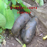 素食堂农场直供甘肃黑土豆种子 黑金刚紫土豆脱毒种子批发供应！