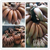 周年庆】新鲜水果土楼红皮香蕉 4斤包邮果园直销 玫瑰蕉【蕉点+