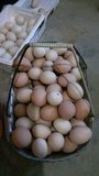 30枚土鸡蛋誉福园七彩山鸡野鸡蛋枚农家散养新鲜土鸡蛋破损包赔