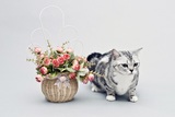 纯种家养活体宠物/美短标准纹母/美国短毛猫 银虎斑 起司猫 展示