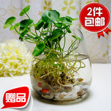 富贵竹转运竹玻璃透明花瓶花器皿 水培水养植物花卉桌面盆栽花盆