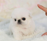 出售纯种京巴犬幼犬北京犬狮子狗小型犬赛级京巴宠物狗狗活体32