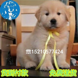 北京金毛幼犬出售 纯种美系金毛犬宠物狗 猎犬嘴宽 免费送货