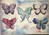 水彩画装饰画 水彩定制 昆虫 蝴蝶 标本装饰
