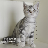 CFA美短标斑虎斑纹银虎斑   纯种猫 宠物猫咪活体 #贝贝猫儿馆#