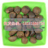 新采大果红花油茶种子 白花油茶 油茶籽 高产 油茶树 油料种子