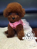韩国系茶杯体泰迪犬幼犬出售 纯种血统贵宾犬幼犬宠物活体狗狗