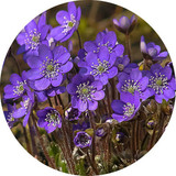 紫罗兰花种子 阳台盆栽室内四季易种花卉植物 非洲紫罗兰花籽60粒
