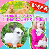 自家繁殖宠物兔子活体纯种迷你兔宝宝侏儒兔小白兔包邮送运输笼