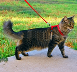 猫猫咪牵引绳拴猫溜猫胸背带暹罗布偶猫猫折耳英美国短毛波斯蓝白